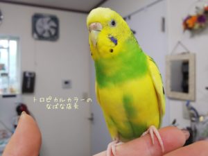 トロピカルカラーのなばな店長の画像